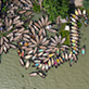 A bird's eye view of boats on the Dhaka coastline.